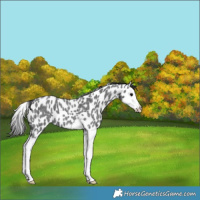 Horse Color:Blue Roan Splash Appaloosa 