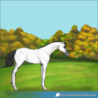 Horse Color:Blue Roan Appaloosa Rabicano 