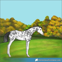 Horse Color:Blue Roan Splash Appaloosa Rabicano 