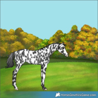 Horse Color:Black Appaloosa Rabicano 