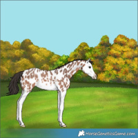 Horse Color:Bay Roan Splash Appaloosa Rabicano 