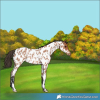 Horse Color:Bay Roan Near Leopard Rabicano 