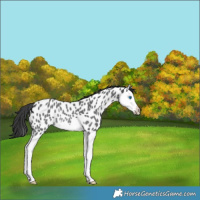 Horse Color:Blue Roan Splash Appaloosa Rabicano 