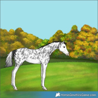 Horse Color:Blue Roan Splash Appaloosa Rabicano