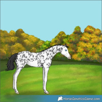 Horse Color:Blue Roan Splash Leopard 