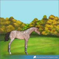 Horse Color:Bay Ice Roan Rabicano 