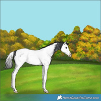 Horse Color:Black Splash Near Fewspot 