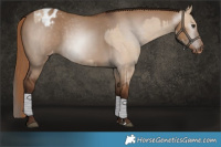 Horse Color:Red Dun Appaloosa  and Gray Red Dun Appaloosa 