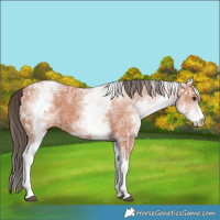 Horse Color:White Spotted Bay Ice Varnish 