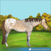 Horse Color:Buckskin Ice Appaloosa