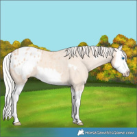 Horse Color:Silver Amber Champagne Dun Splash Frame Varnish 