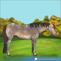 Horse Color:Buckskin Ice 