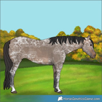 Horse Color:Bay Ice Dun 