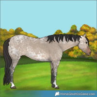 Horse Color:Bay Ice Dun 
