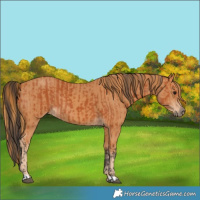 Horse Color:Bay  and Chestnut 