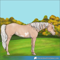 Horse Color:Silver Amber Champagne Roan Frame 