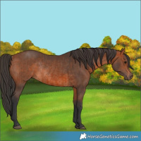 Horse Color:Bay Rabicano  and Bay Rabicano 