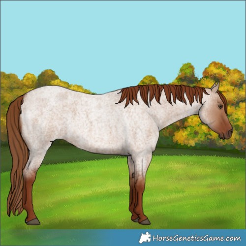 Horse Color:Red Dun Roan
