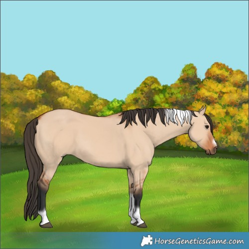 Horse Color:Bay Dun Tobiano Frame