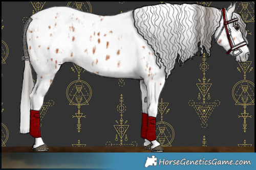 Horse Color:Bay Splash Tobiano Appaloosa  and Gray Bay Splash Tobiano Appaloosa 