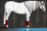 Horse Color:Bay Splash Tobiano Appaloosa  and Gray Bay Splash Tobiano Appaloosa 