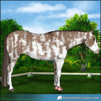 Horse Color:Liver Red Dun Sabino Splash 