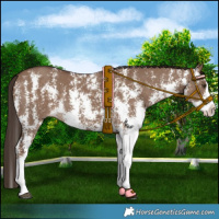Horse Color:Liver Red Dun Sabino Splash 