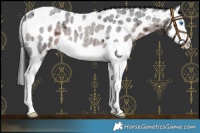 Horse Color:Brown Roan Splash Appaloosa 