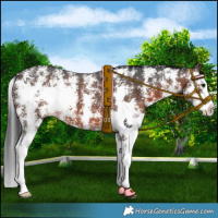 Horse Color:Brown Sabino Splash 