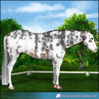 Horse Color:Brown Sabino Splash 