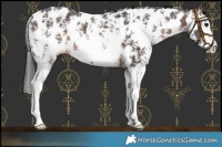 Horse Color:Brown Sabino Splash Near Leopard