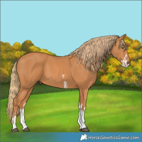 Horse Color:Chestnut Sabino 
