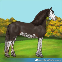 Horse Color:Liver Chestnut  and Liver Chestnut Splash 
