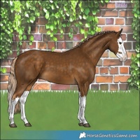 Horse Color:Chocolate Palomino Splash 