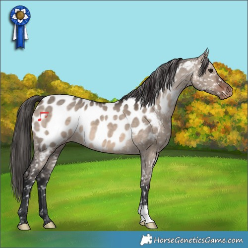 Horse Color:Brown Dun Mushroom Appaloosa 