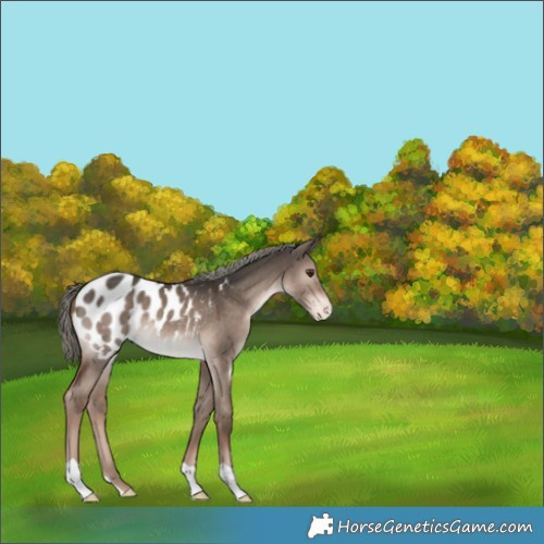 Horse Color:Liver Red Dun Mushroom Appaloosa 