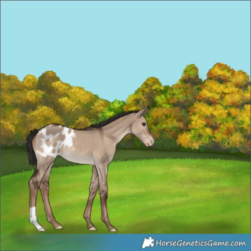 Horse Color:Liver Red Dun Appaloosa 