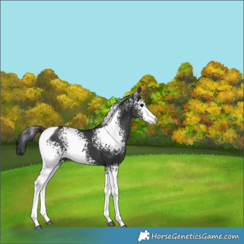 Horse Color:White Spotted Black Tobiano Appaloosa 