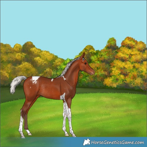 Horse Color:Silver Bay Tobiano Appaloosa Rabicano 