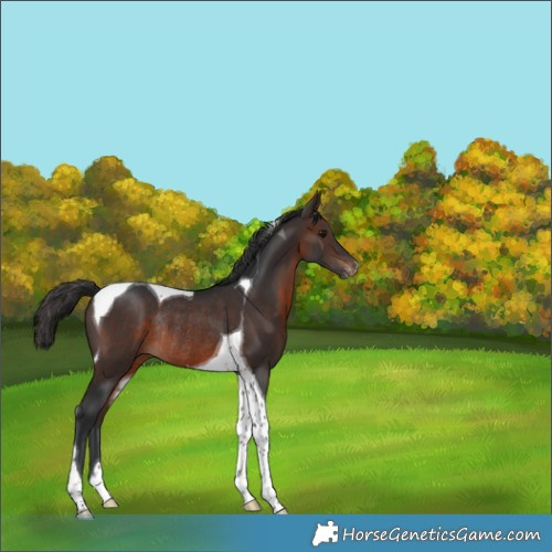 Horse Color:Brown Tobiano Varnish Rabicano 