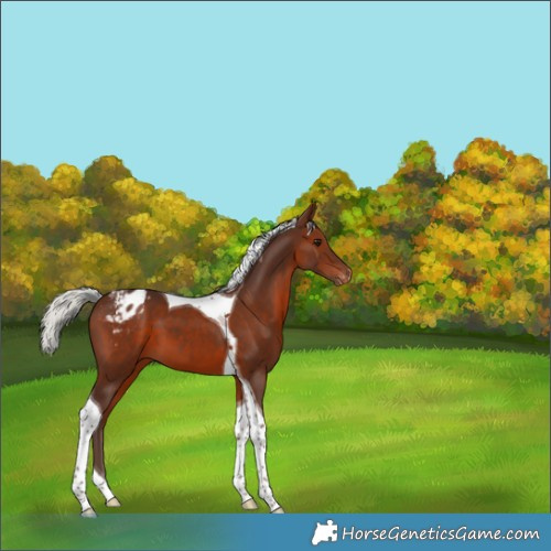 Horse Color:Silver Brown Tobiano Appaloosa 