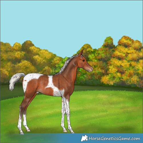 Horse Color:Silver Brown Tobiano Appaloosa Rabicano 