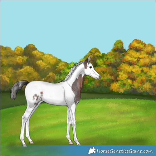 Horse Color:Gray Bay Roan Splash Tobiano Appaloosa Rabicano 