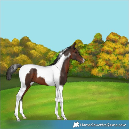 Horse Color:Brown Tobiano Appaloosa 