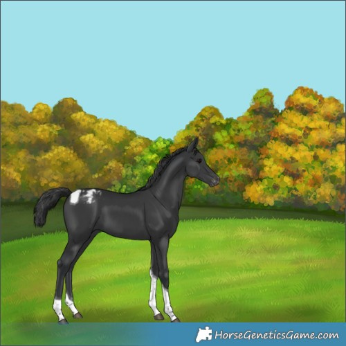Horse Color:Black Tobiano Appaloosa 