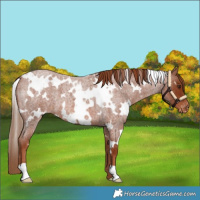 Horse Color:White Spotted Red Roan Varnish 