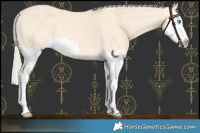 Horse Color:Cremello Splash and Cremello Splash