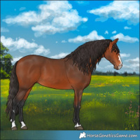 Horse Color:Bay 