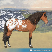 Horse Color:Bay Appaloosa 