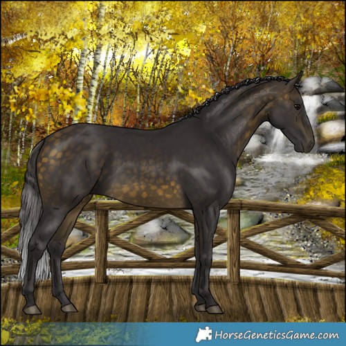 Horse Color:Buckskin 